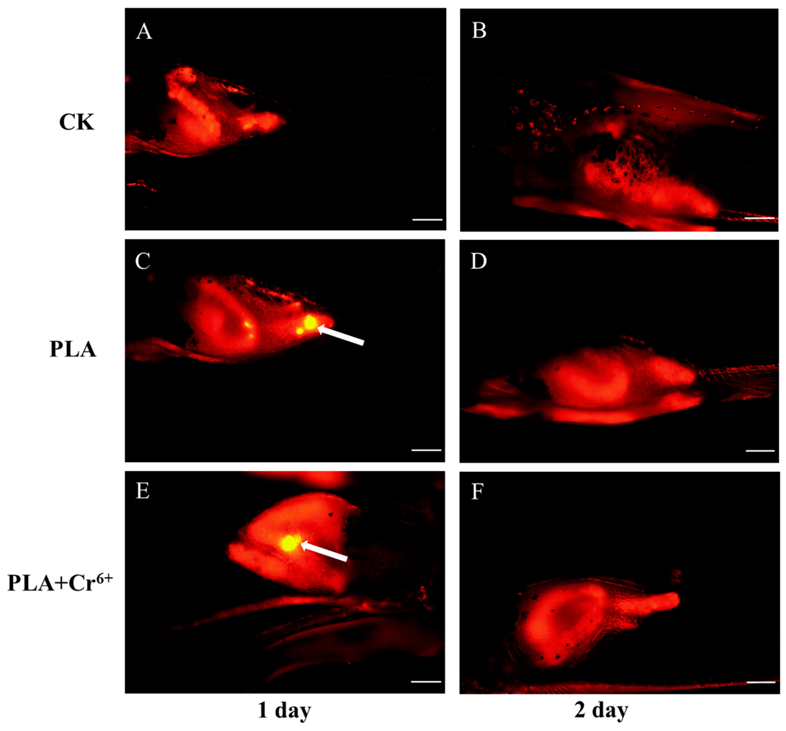 Toxics 12 00594 g003