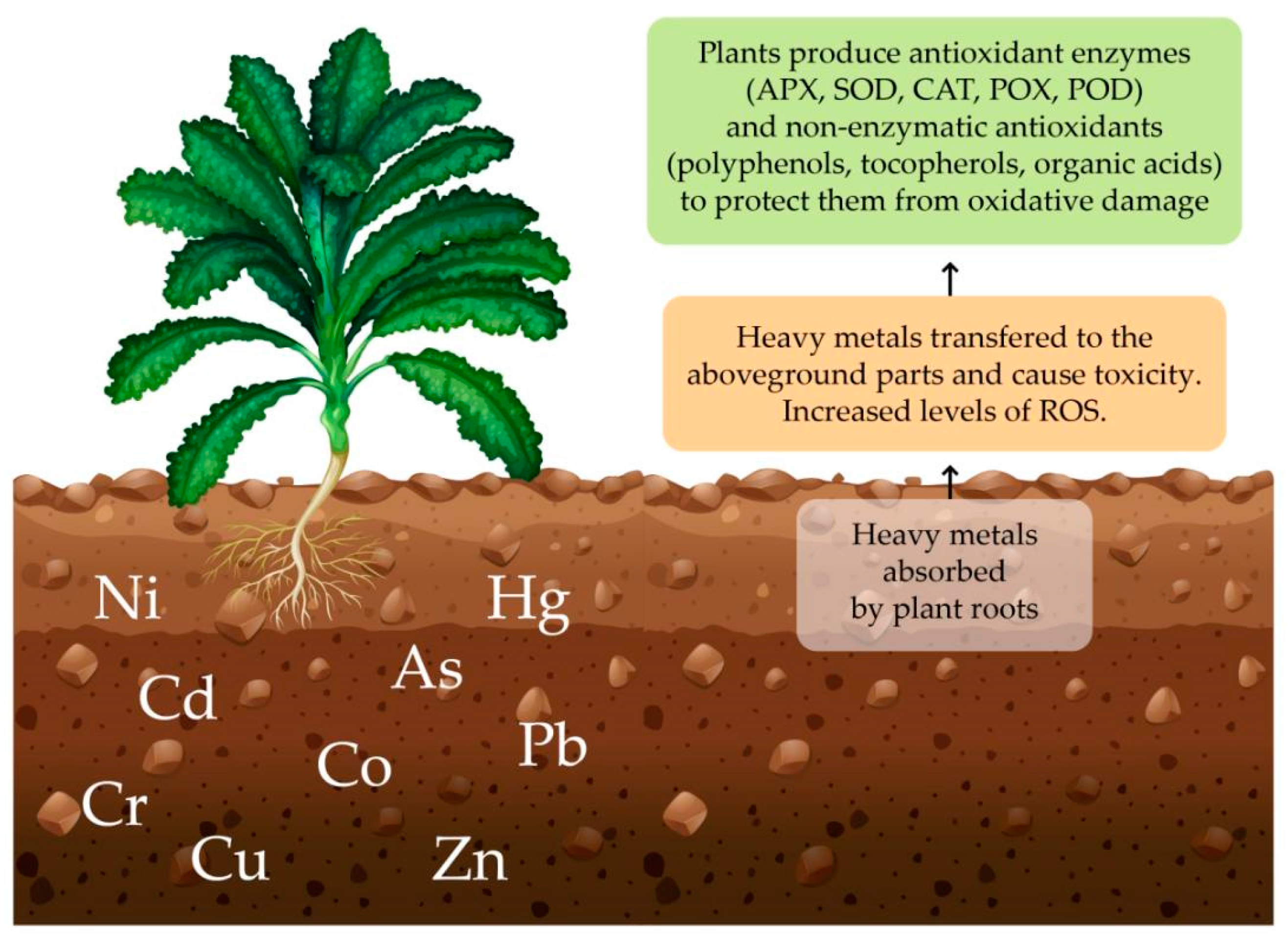 Toxics 12 00914 g001
