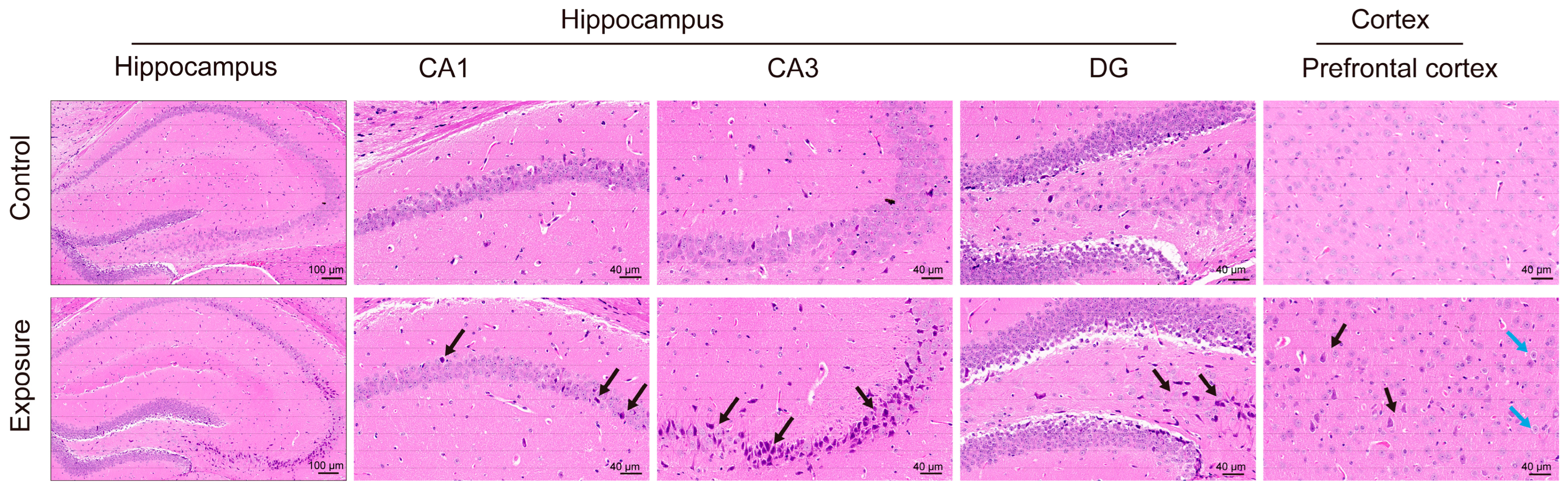 Toxics 13 00260 g002