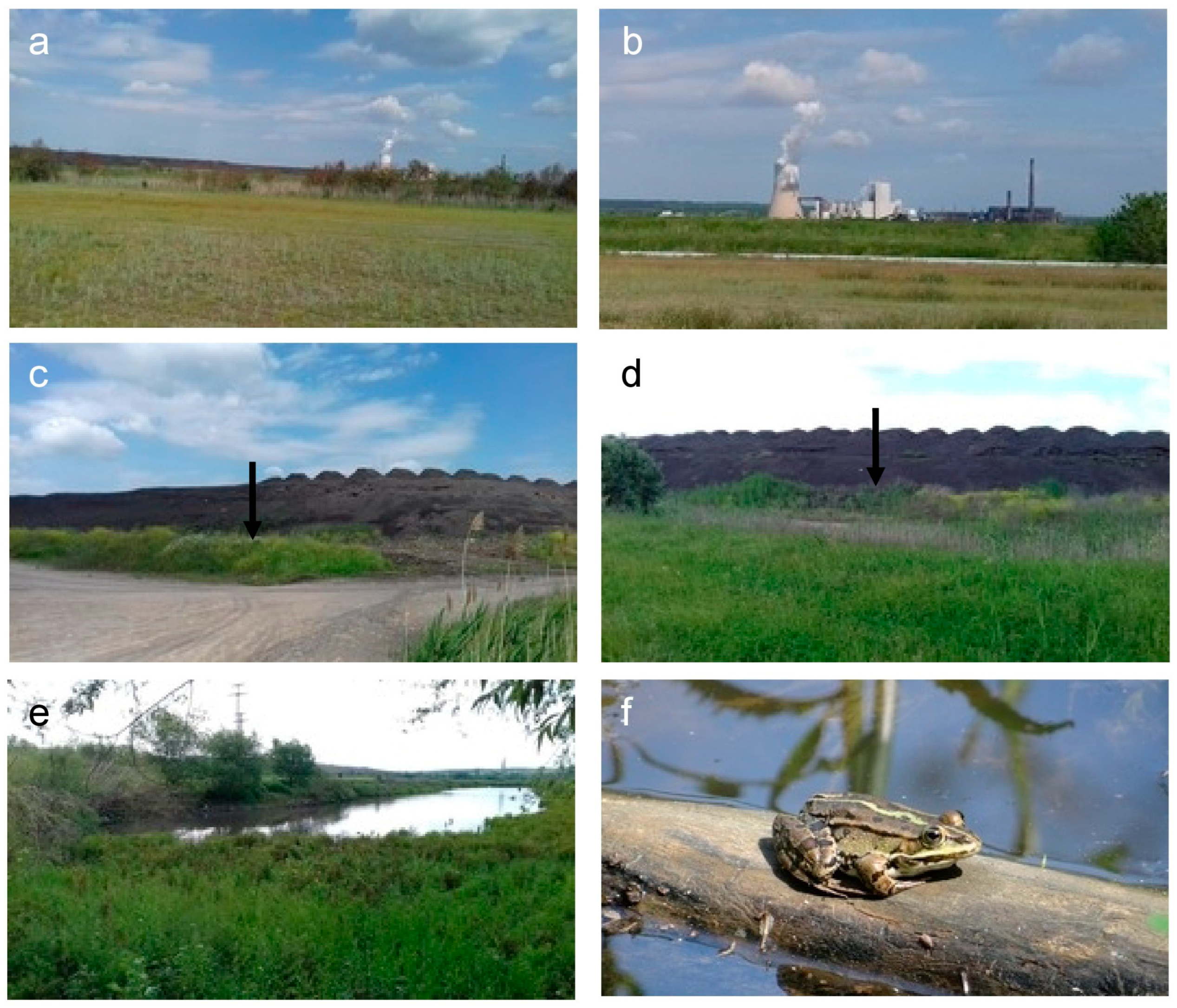 Toxics 13 00261 g001