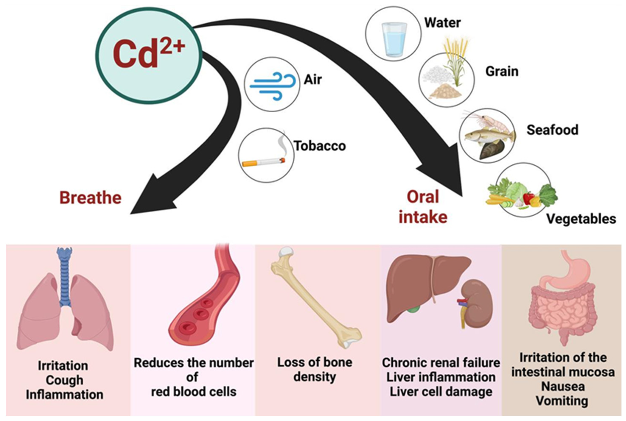 Toxics 13 00333 g005