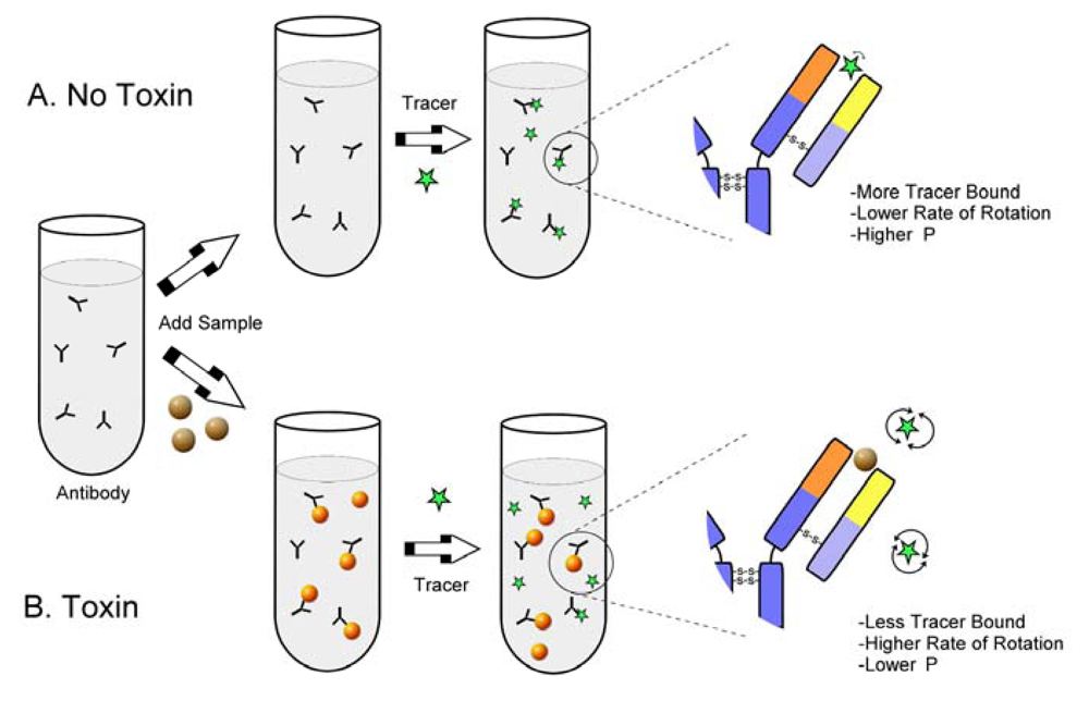 Toxins Free Full Text Fluorescence Polarization Immunoassay Of Mycotoxins A Review Html