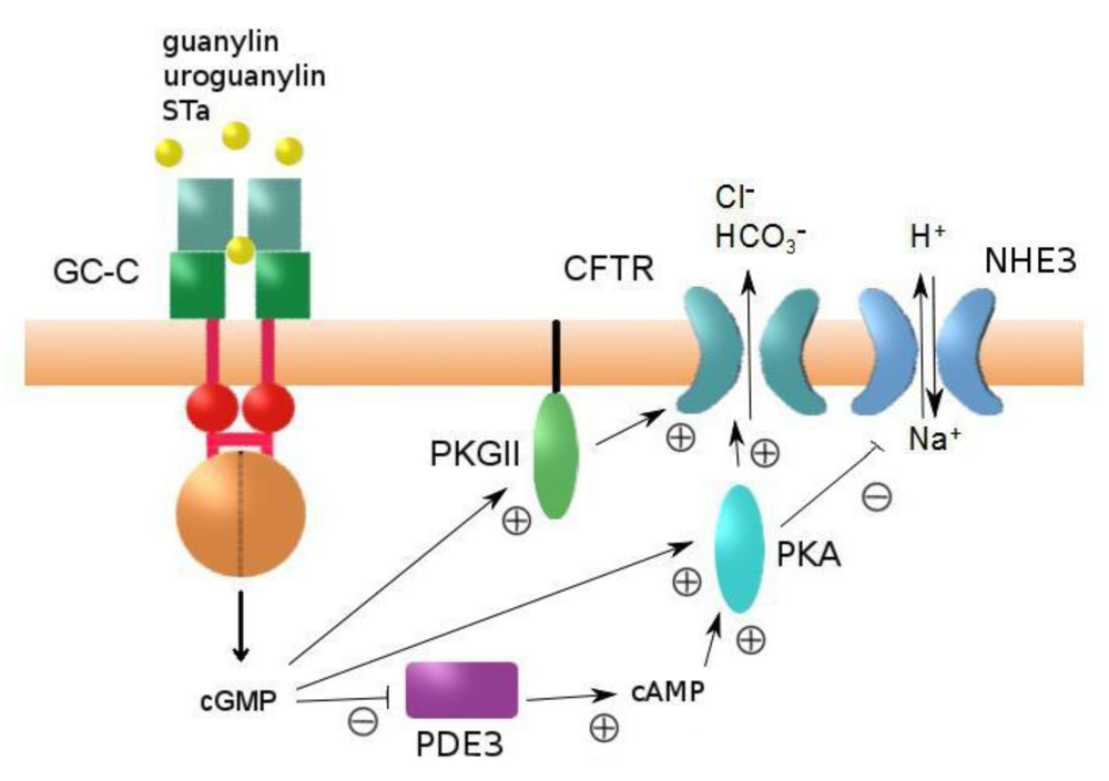 Фосфодиэстераза. Белок CFTR. CGMP биохимия. Фосфодиэстераза 3. Ингибиторы фосфодиэстеразы 3 типа.