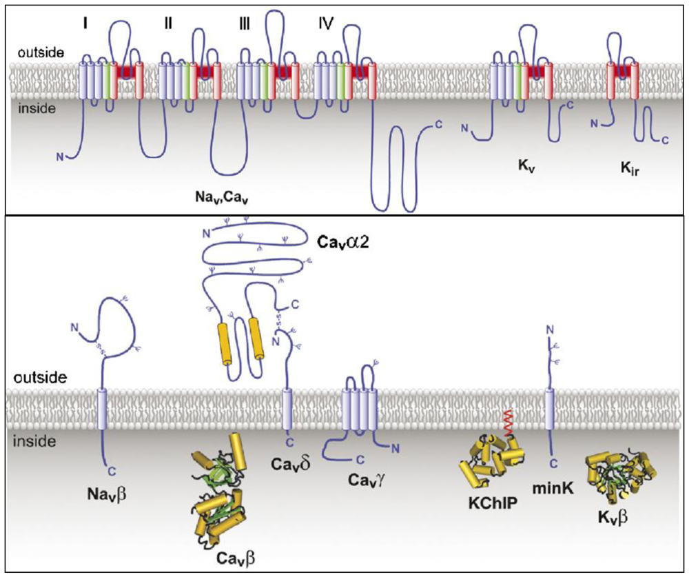 Toxins | Free Full-Text | Peptide Neurotoxins That Affect Voltage-Gated  Calcium Channels: A Close-Up on ω-Agatoxins