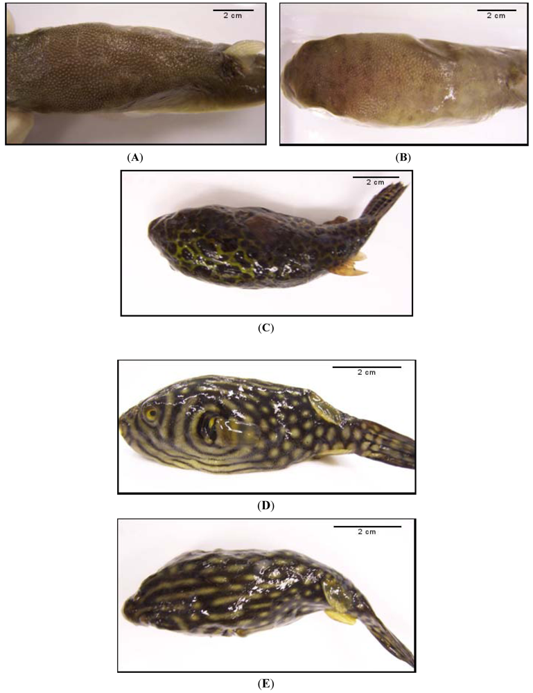 Toxins | Free Full-Text | Toxic Marine Puffer Fish in Thailand Seas and  Tetrodotoxin They Contained