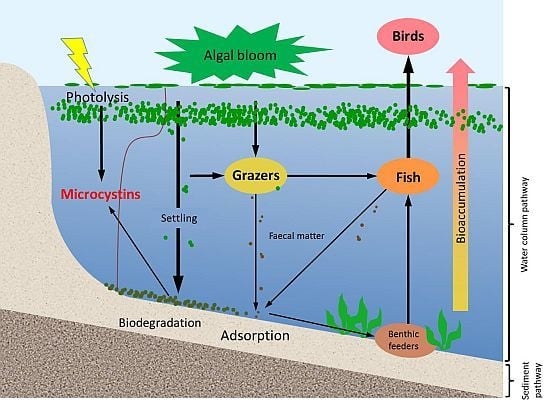 Toxins | Special Issue : Harmful Algal Blooms (HABs) And Public Health ...