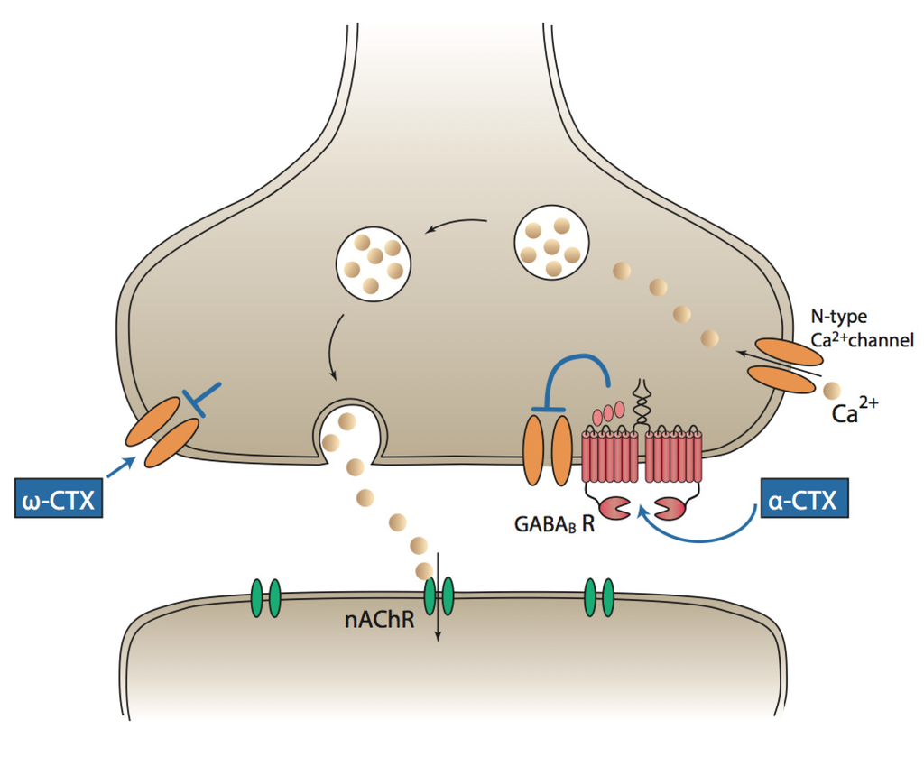 Toxins Free Full Text Conotoxin Interactions With A9a10 Nachrs Is The A9a10 Nicotinic Acetylcholine Receptor An Important Therapeutic Target For Pain Management Html