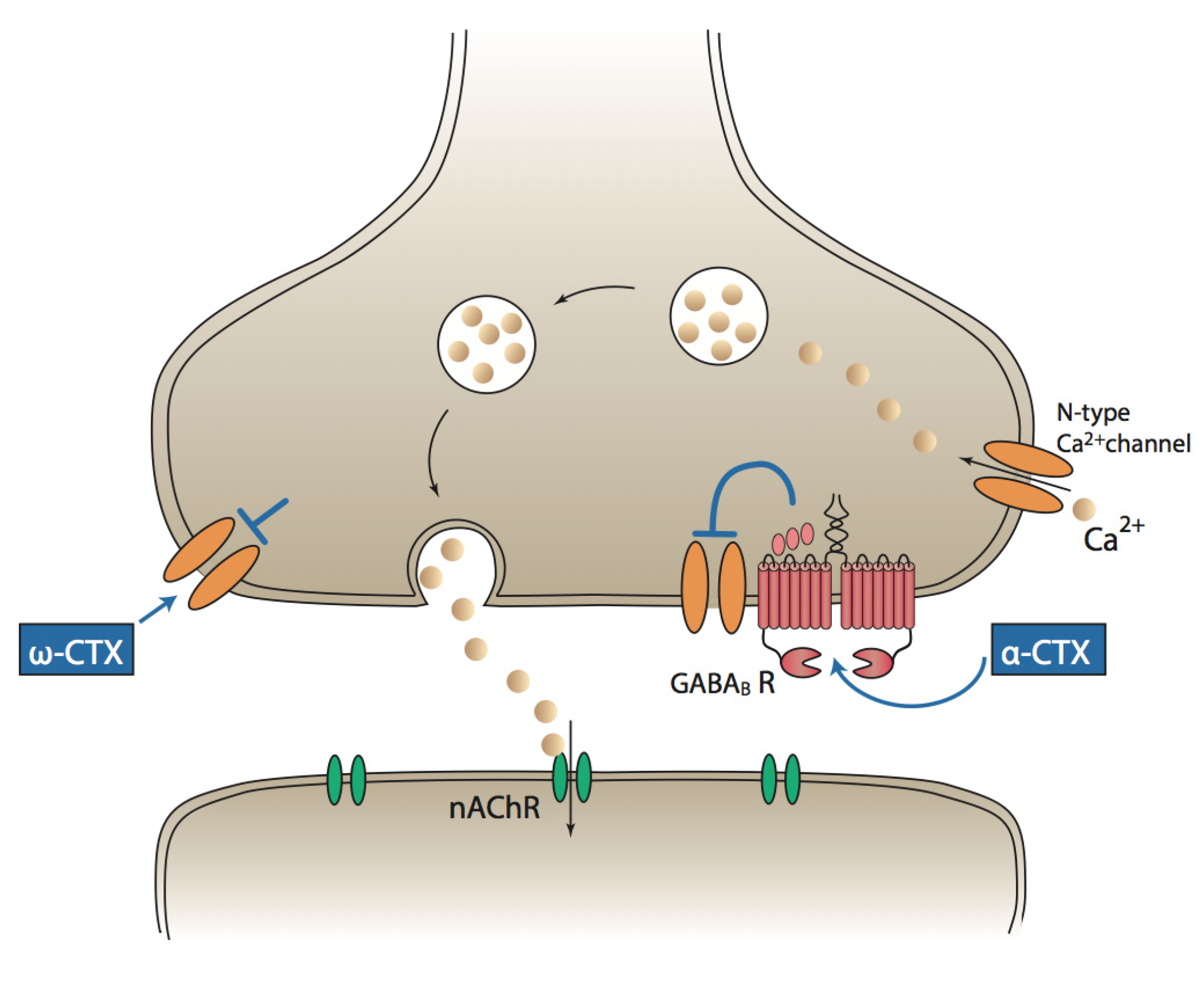 Toxins | Free Full-Text | Conotoxin Interactions with α9α10-nAChRs: Is the  α9α10-Nicotinic Acetylcholine Receptor an Important Therapeutic Target for  Pain Management? | HTML