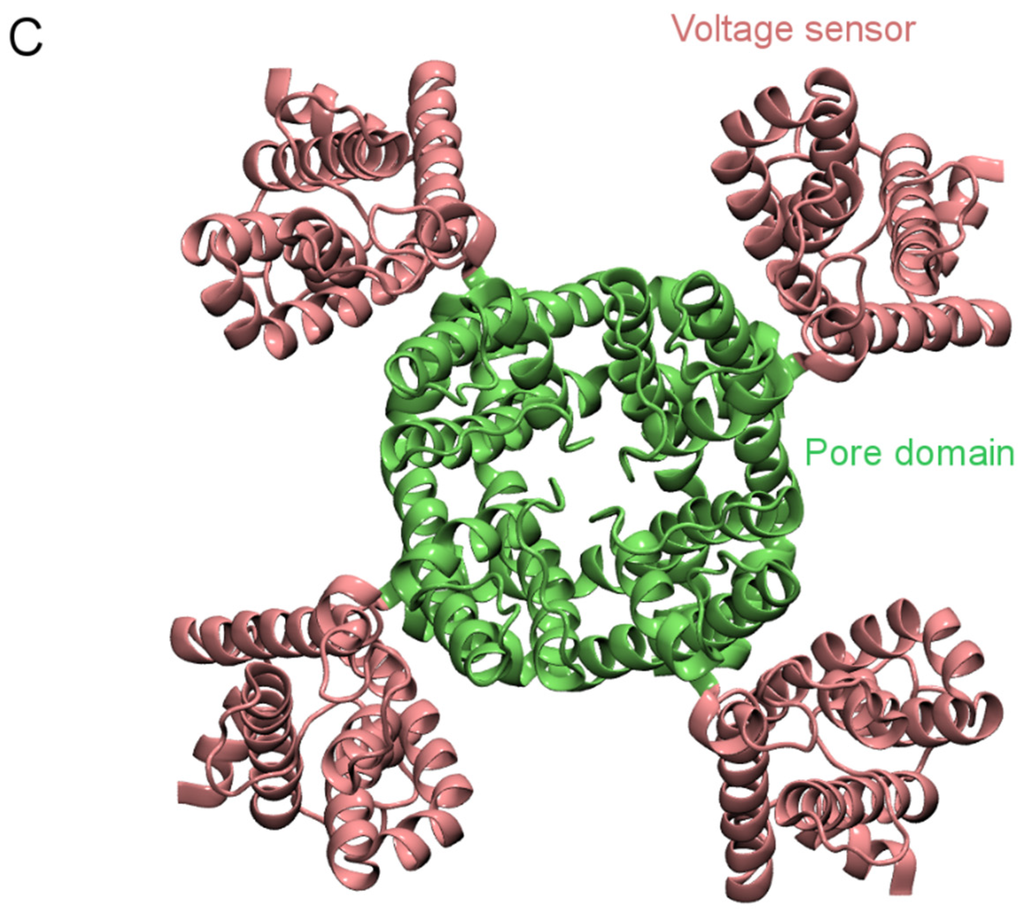 Toxins | Special Issue : Animal Toxins and Biological Ion Channels