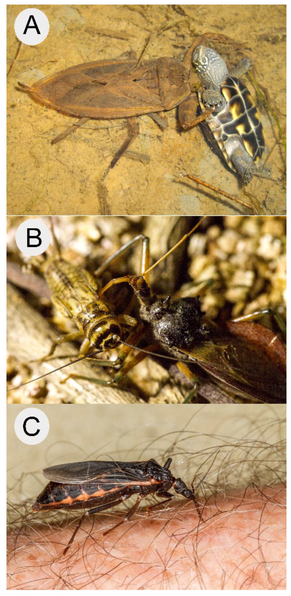 Toxins | Free Full-Text | Venoms of Heteropteran Insects: A Treasure Trove  of Diverse Pharmacological Toolkits