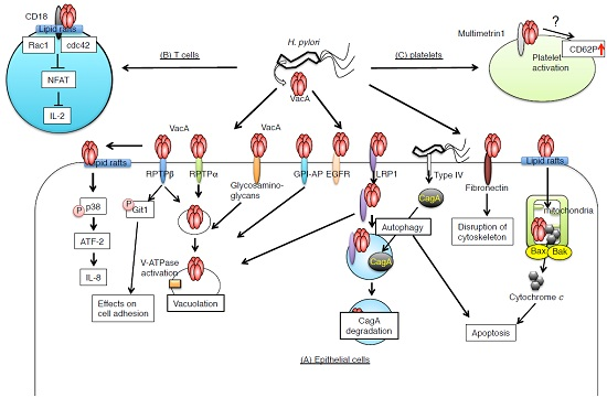 Toxins Free Full Text New Insights Into Vaca Intoxication Mediated Through Its Cell Surface Receptors Html