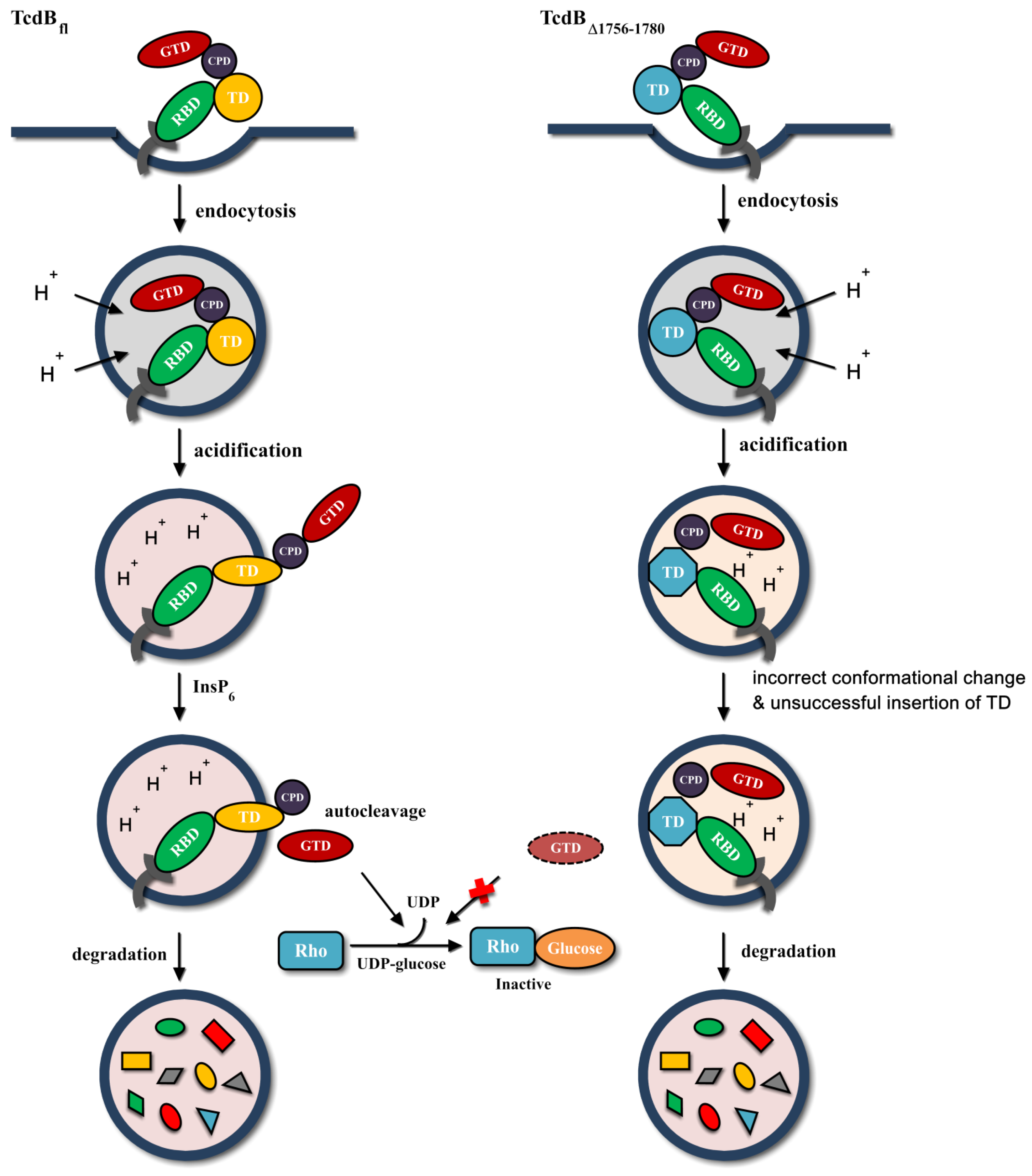 clostridium difficile toxin