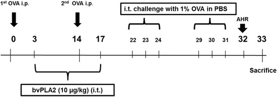 Toxins Free Full Text Protective Effects Of Intratracheally Administered Bee Venom Phospholipase On Ovalbumin Induced Allergic Asthma In Mice Html