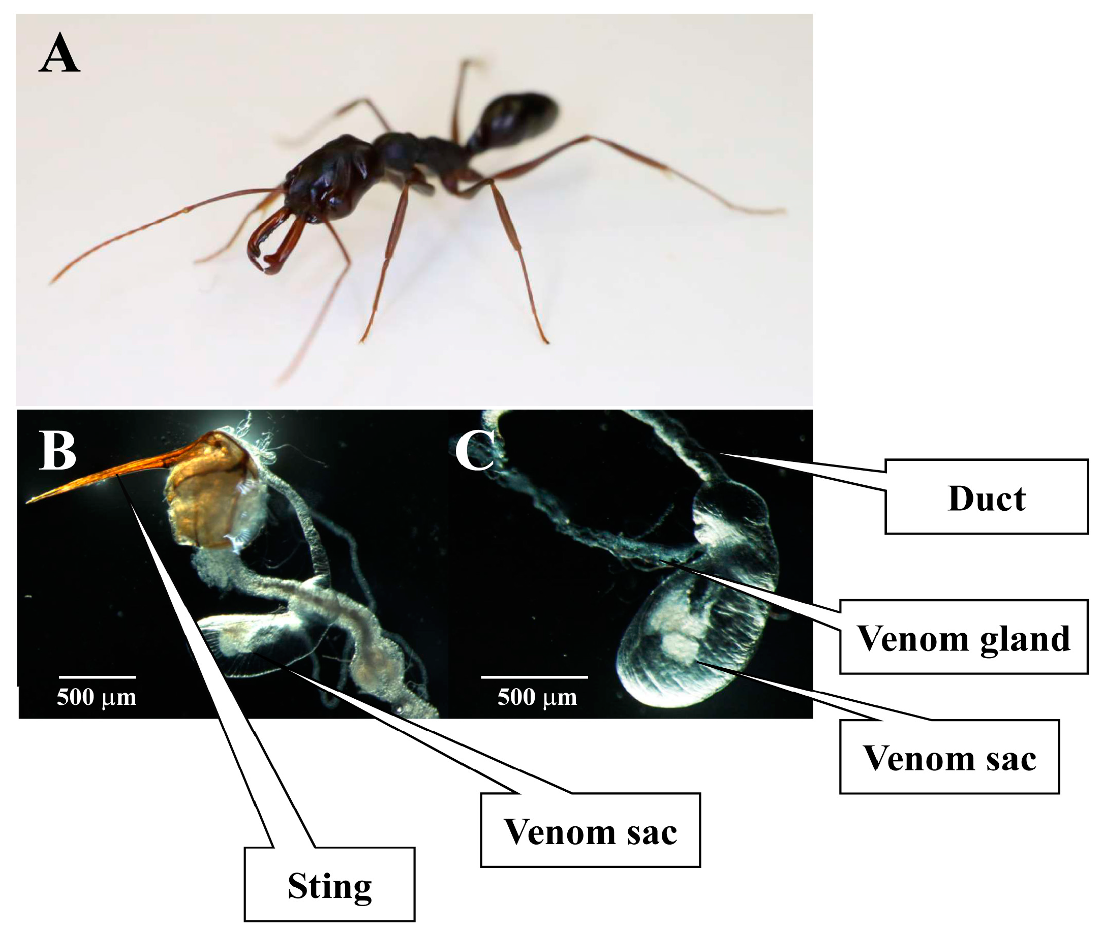 Toxins | Free Full-Text | Combined Venom Gland Transcriptomic and Venom  Peptidomic Analysis of the Predatory Ant Odontomachus monticola