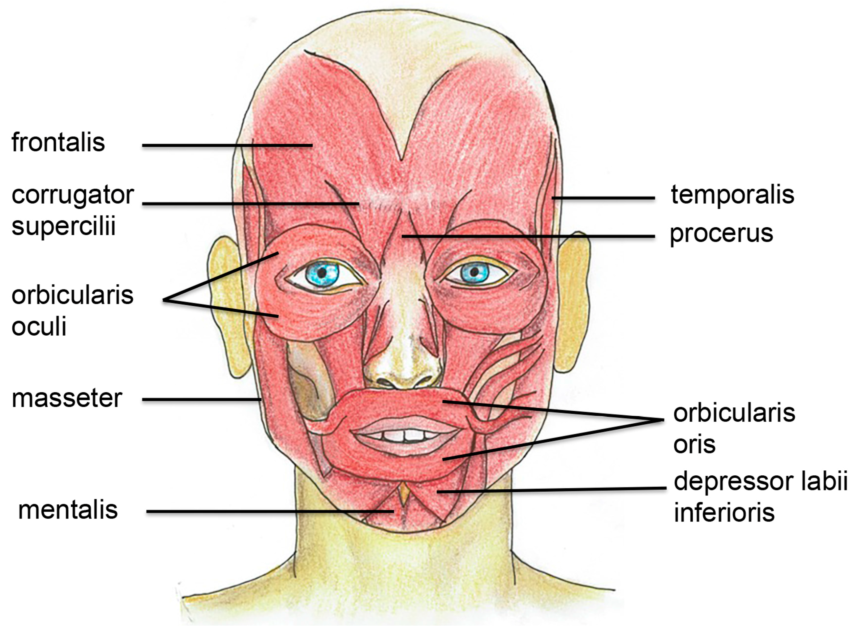 Toxins | Free Full-Text | Neurophysiological Measures of Efficacy and  Safety for Botulinum Toxin Injection in Facial and Bulbar Muscles: Special  Considerations