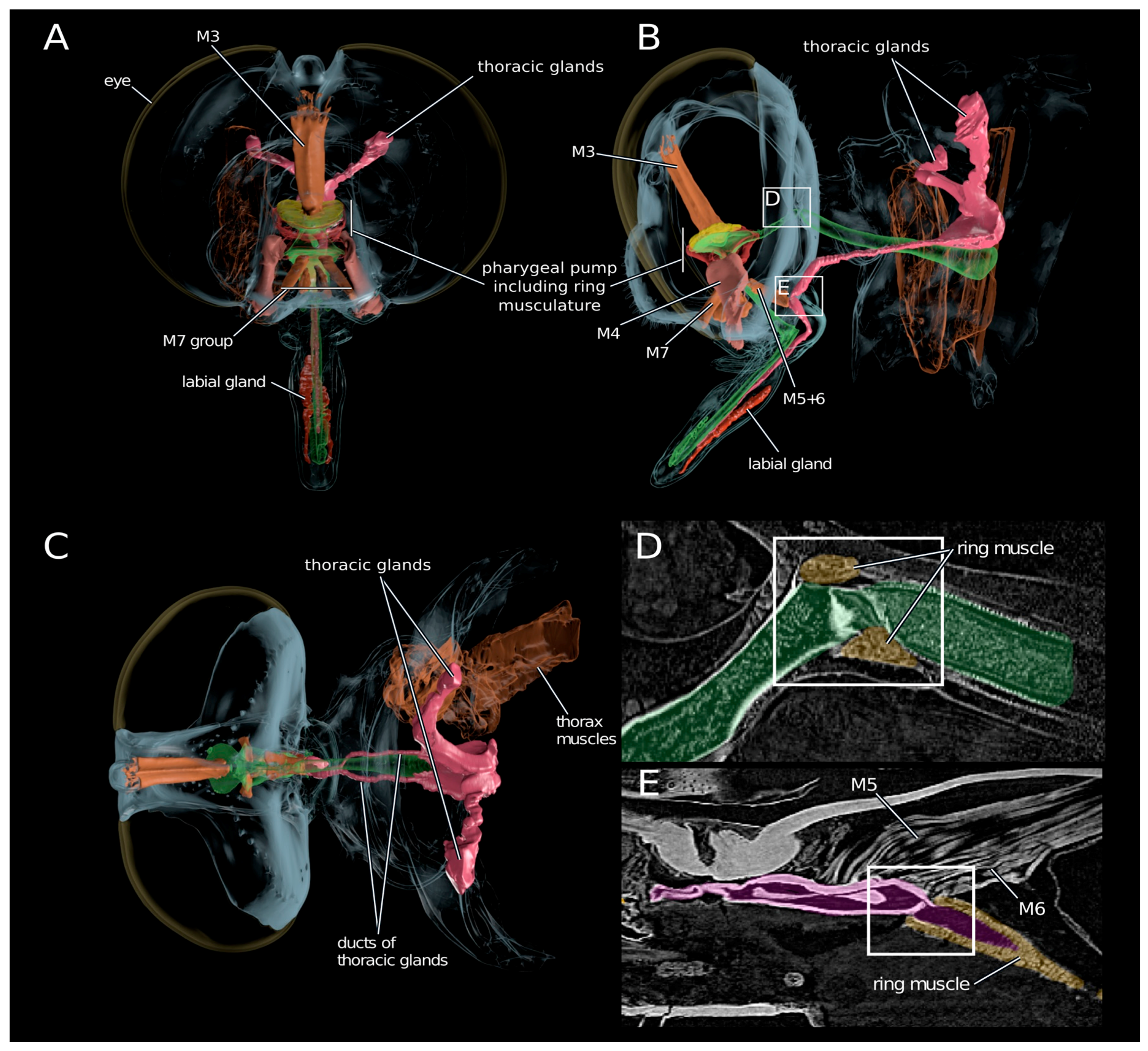 Toxins 10 00029 g004 Toxins 10 00029 g004