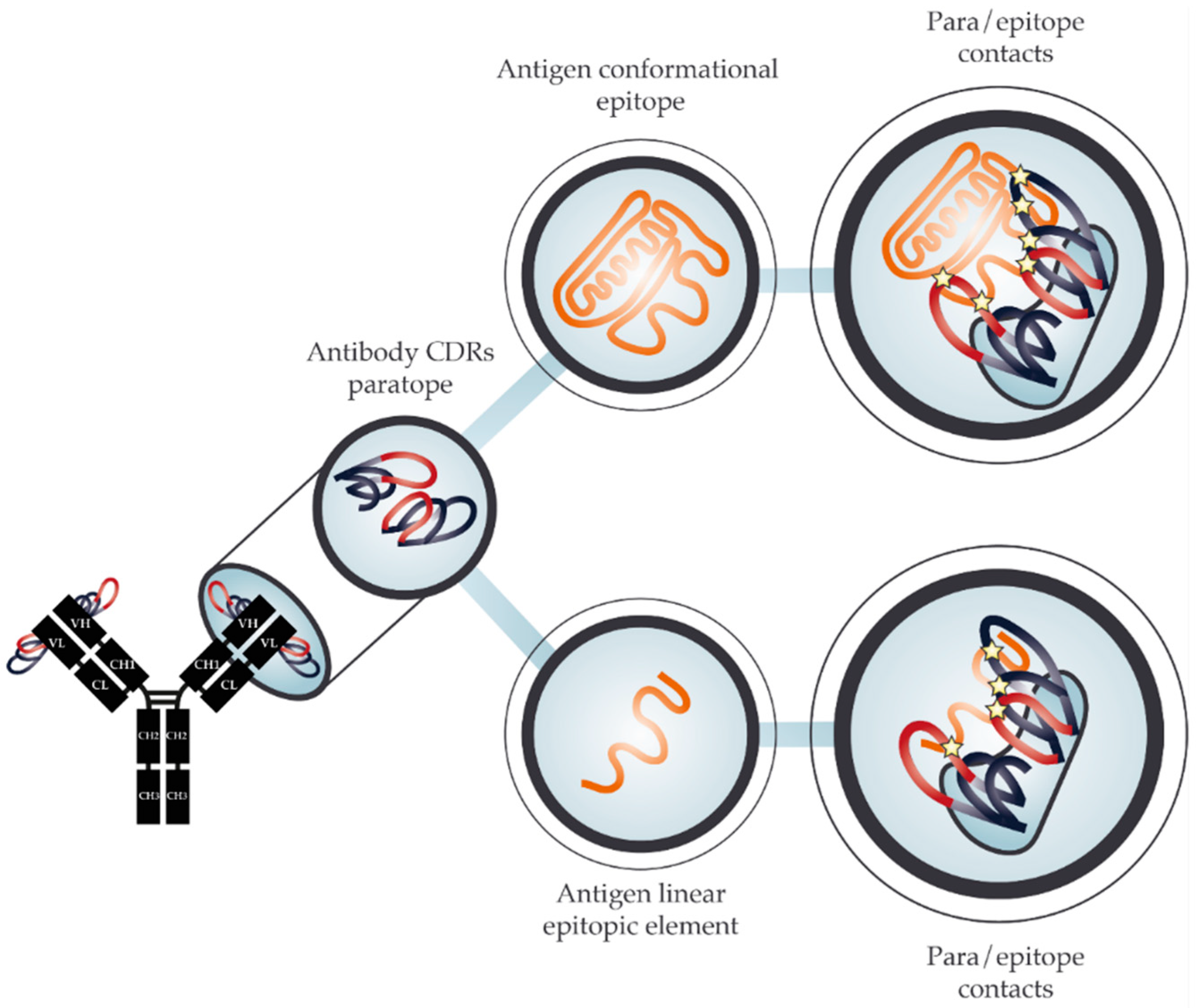 cross reactivity antibody