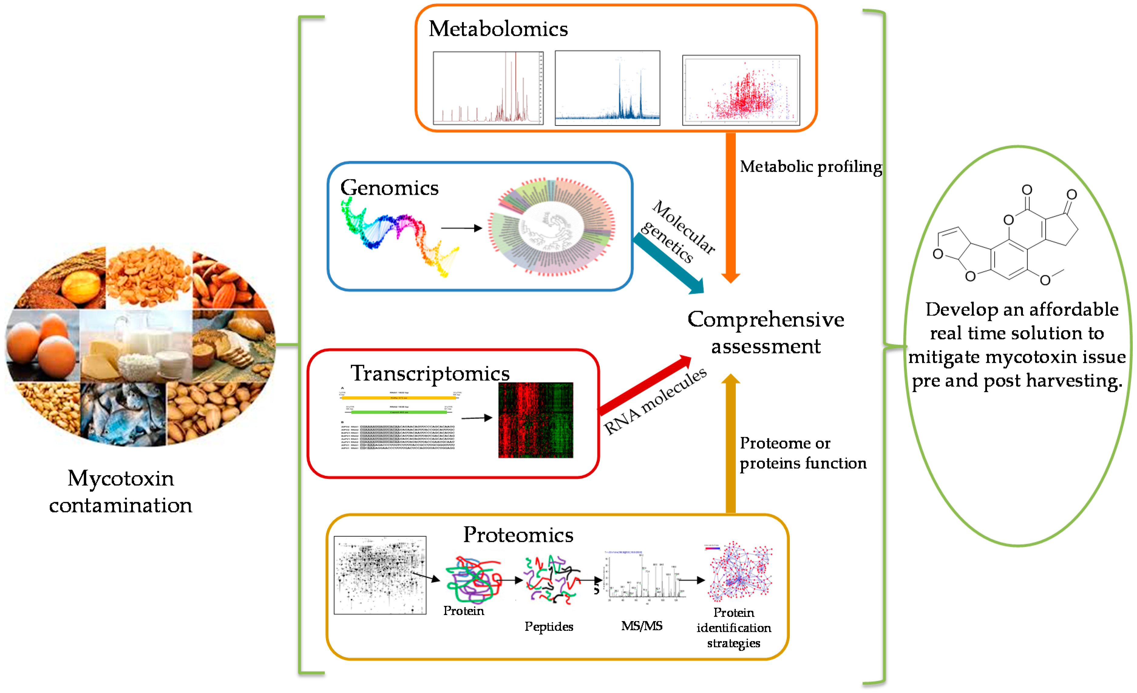 Toxins Free Full Text Current Status And Future Opportunities Of Omics Tools In Mycotoxin Research Html