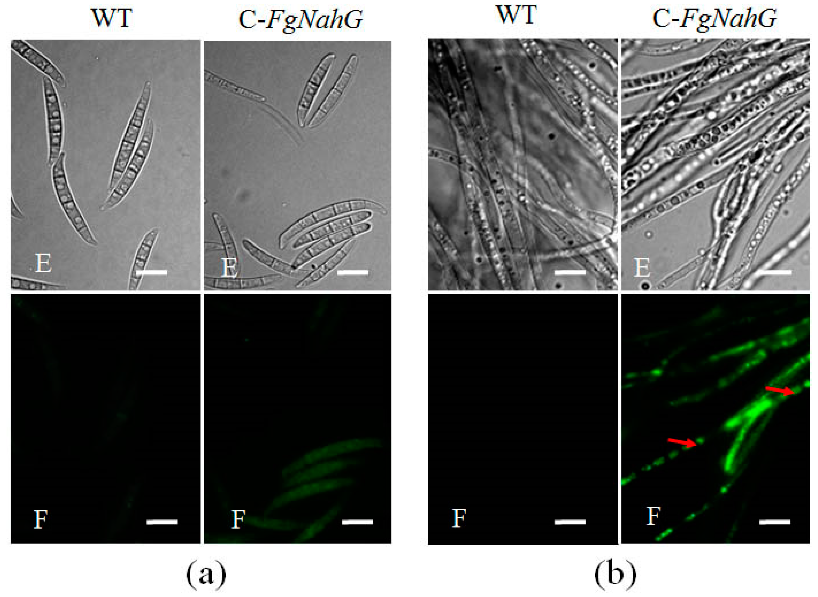 Toxins 11 00059 g005