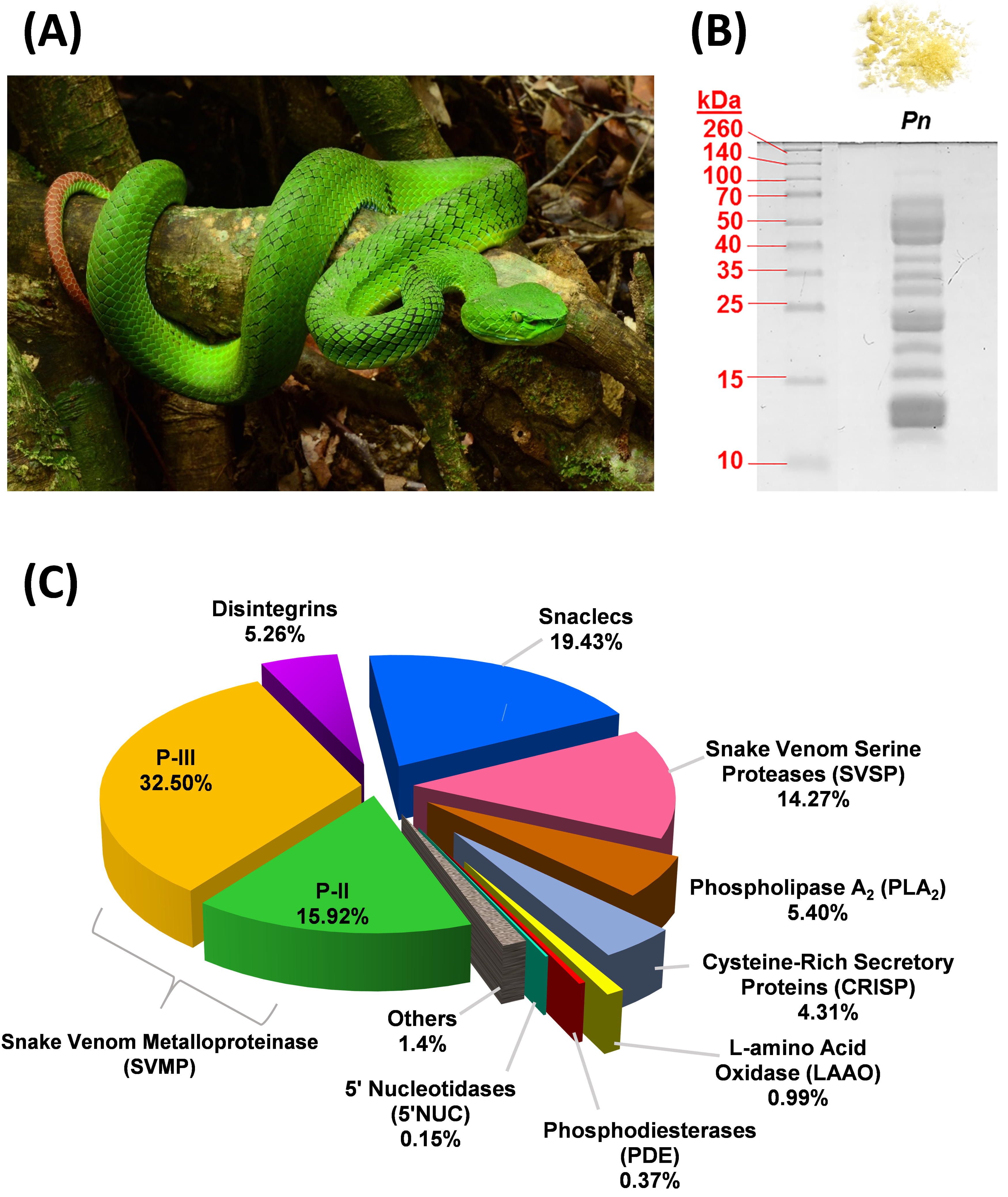 Venomous Pit Viper Species of the Trimeresurus albolabris Complex Described  - Reptiles Magazine