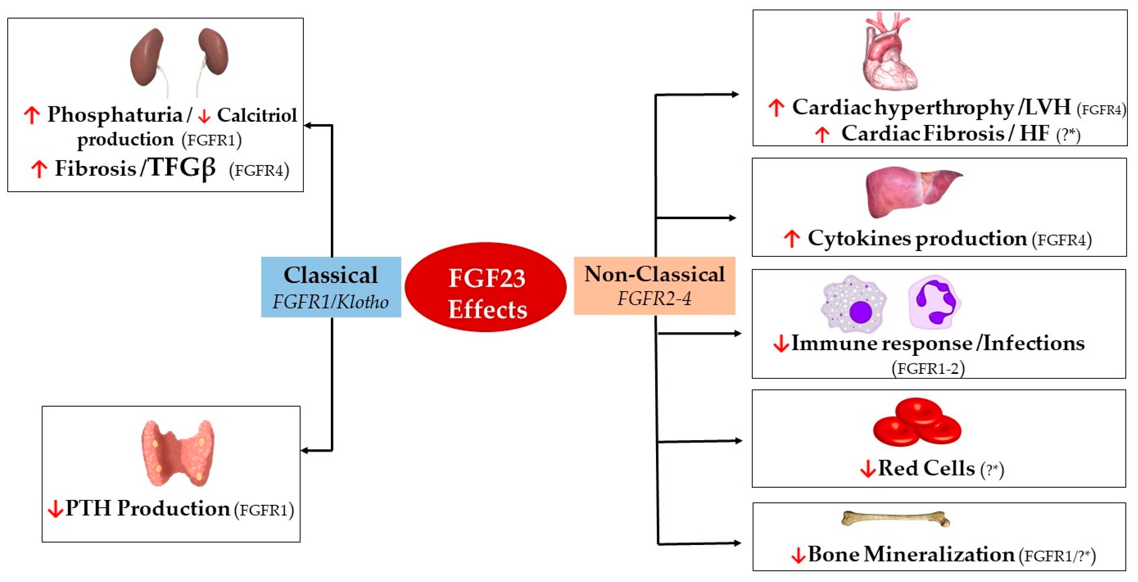Toxins | Free Full-Text | FGF23, Biomarker or Target? | HTML
