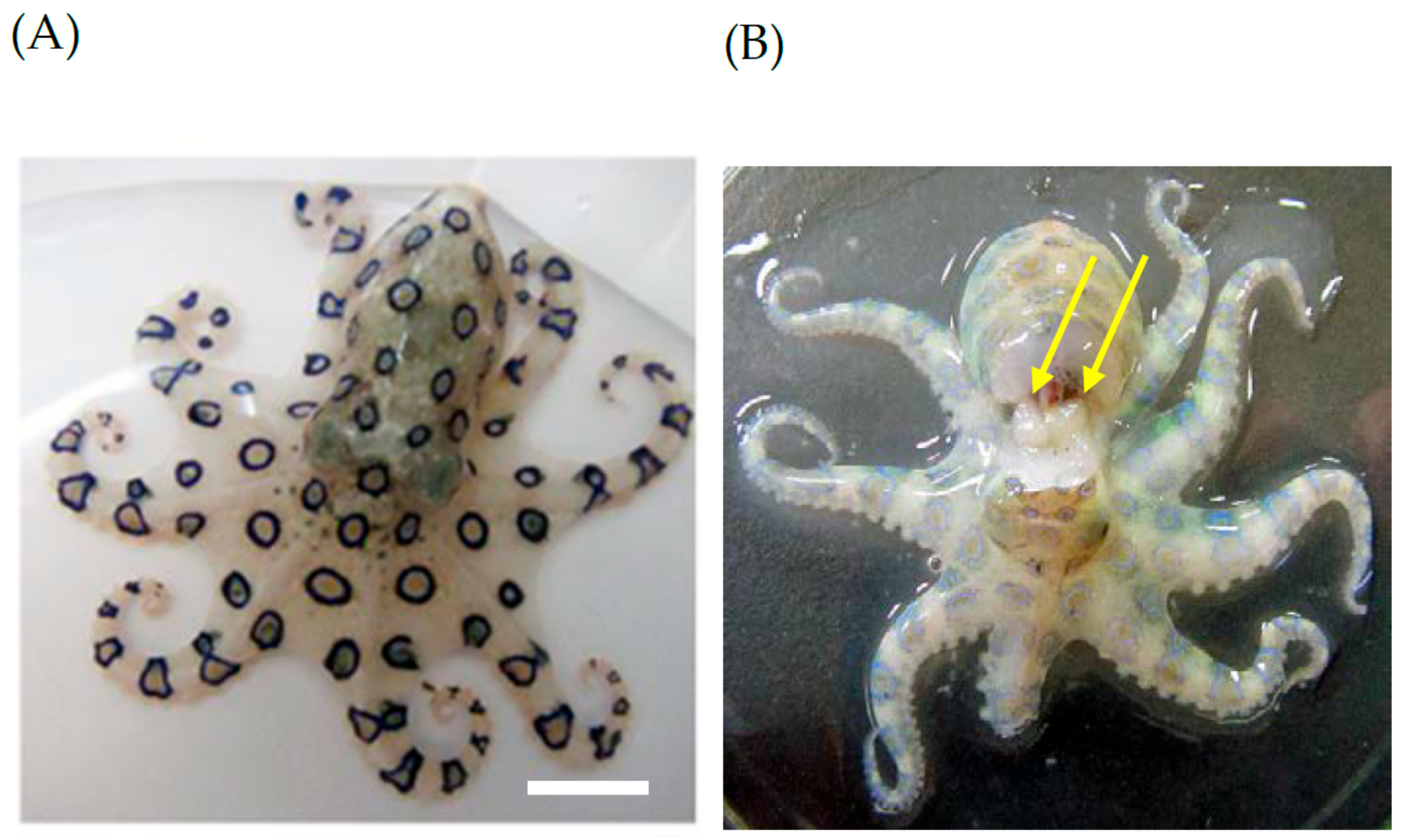 Toxins | Free Full-Text | Toxicity and Toxin Composition of the Greater Blue -Ringed Octopus Hapalochlaena lunulata from Ishigaki Island, Okinawa  Prefecture, Japan