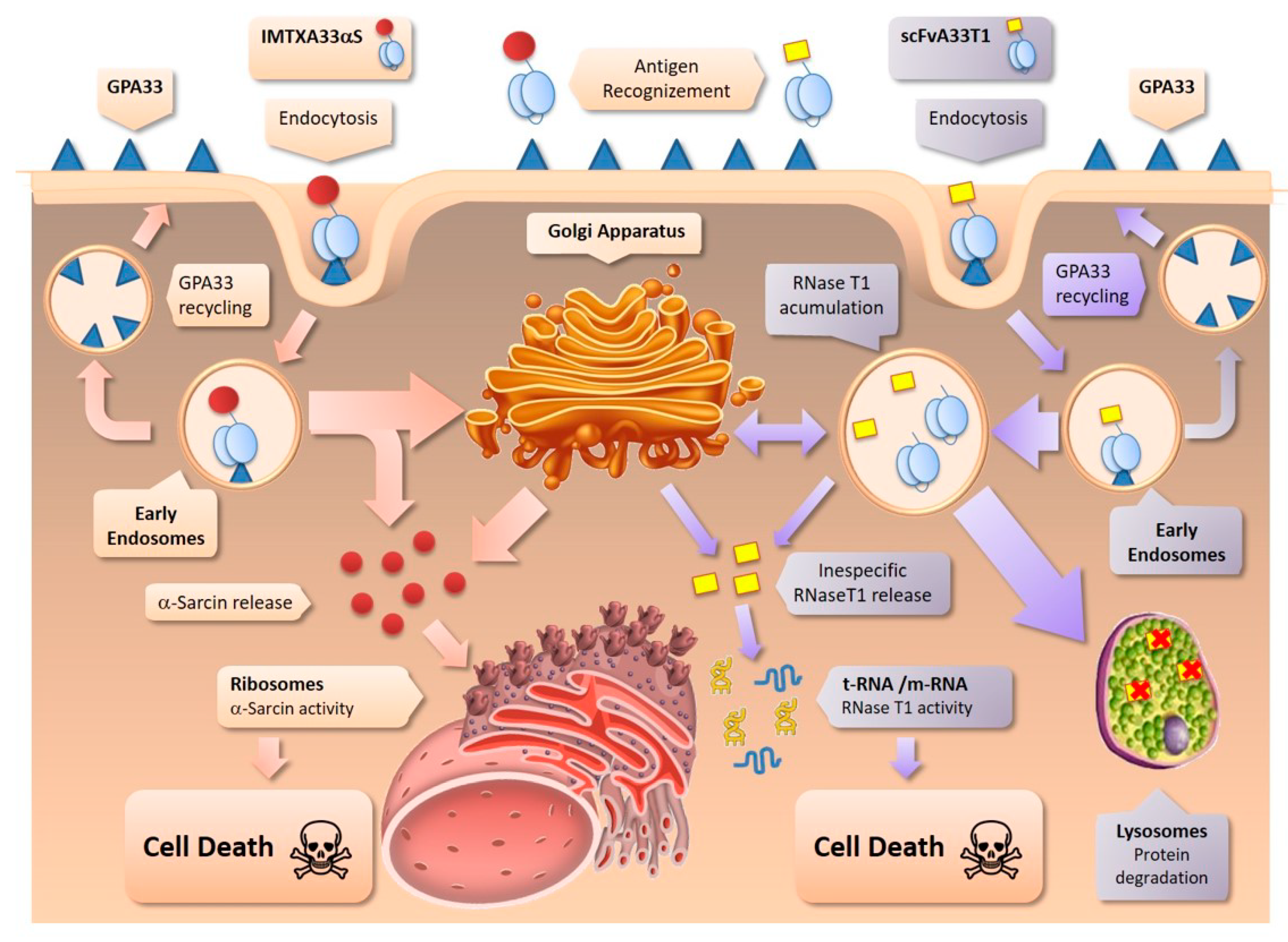 Toxins 11 00593 g001 Toxins 11 00593 g001