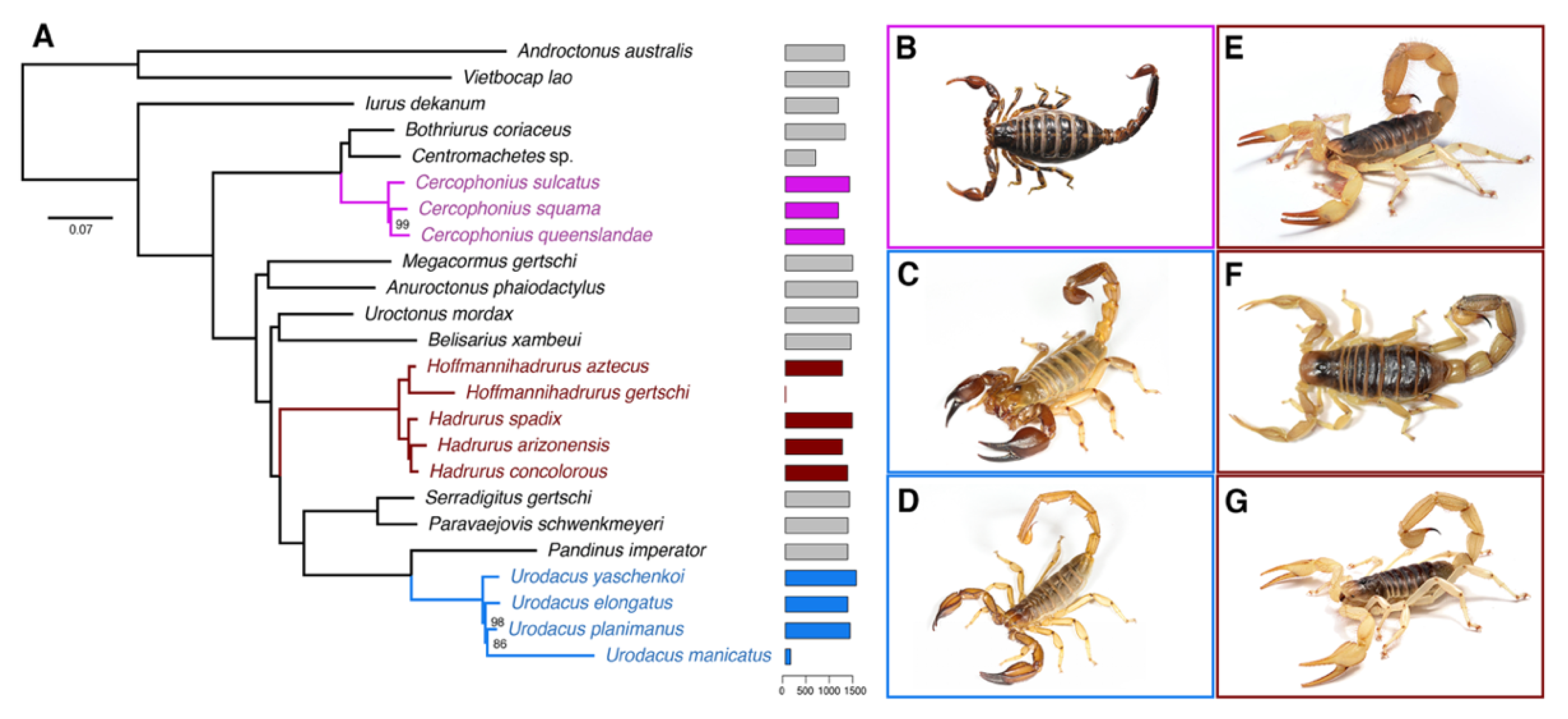 Toxins | Free Full-Text | Hadrurid Scorpion Toxins: Evolutionary  Conservation and Selective Pressures