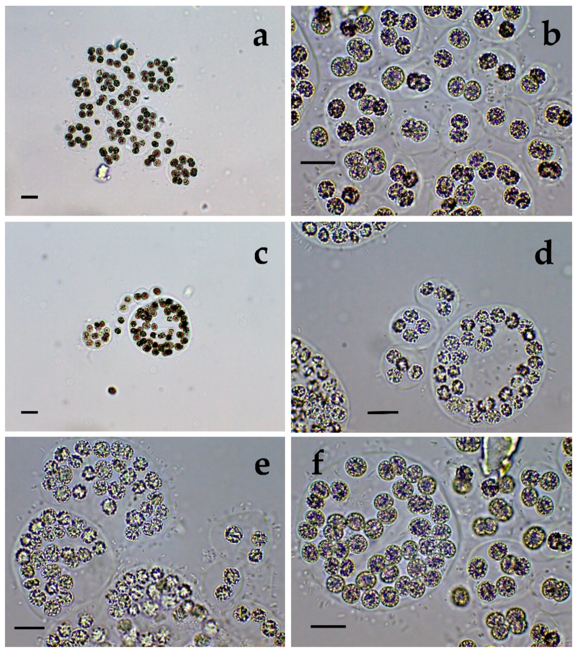 Toxins | Free Full-Text | Morphological and Molecular Identification of ...