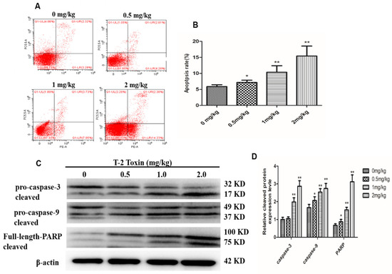 Toxins Free Full Text T 2 Toxin Induces Oxidative Stress Apoptosis And Cytoprotective Autophagy In Chicken Hepatocytes Html