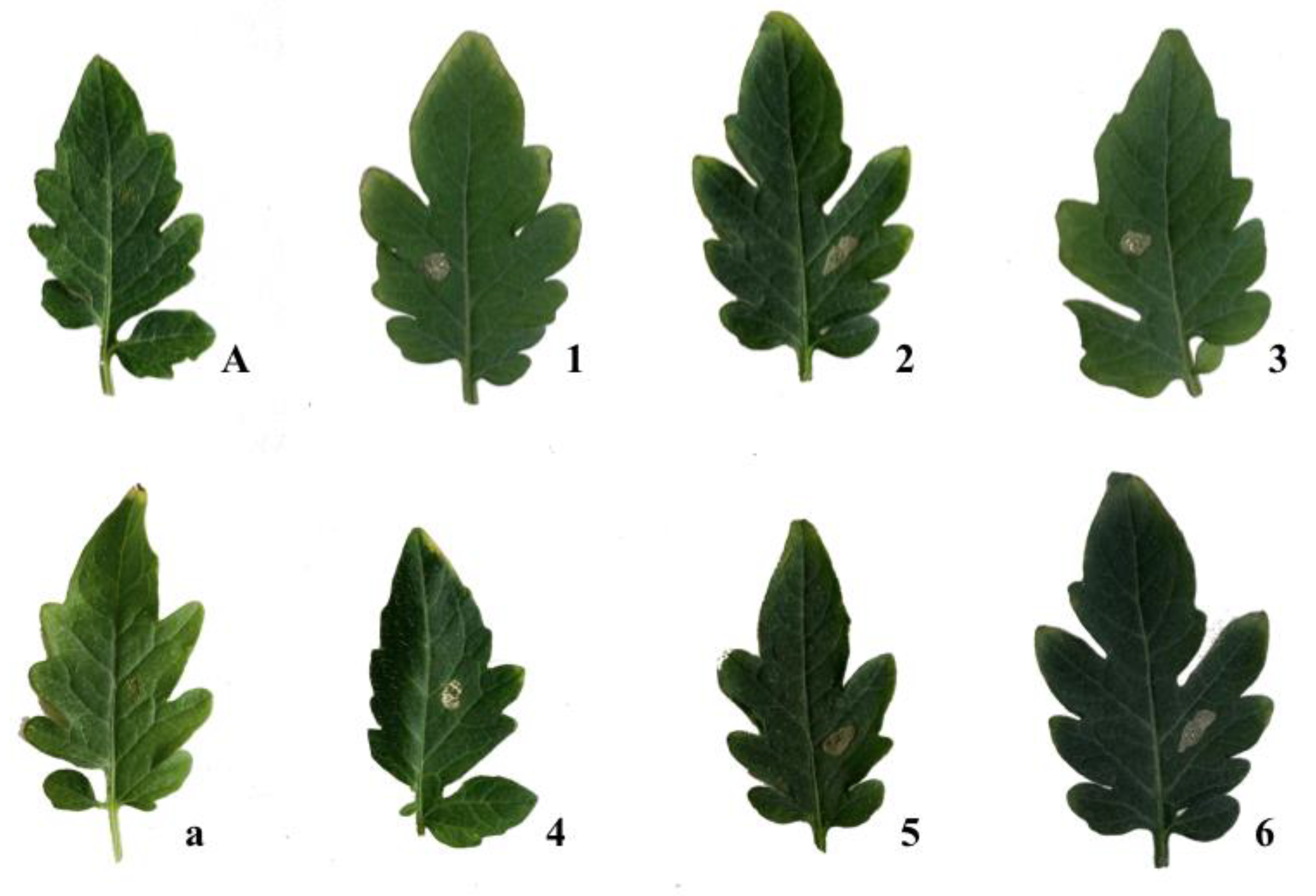 Toxins 12 00126 g006 Toxins 12 00126 g006