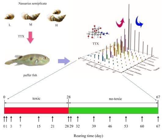 Toxins | Free Full-Text | Accumulation and Elimination of Tetrodotoxin in  the Pufferfish Takifugu obscurus by Dietary Administration of the Wild  Toxic Gastropod Nassarius semiplicata