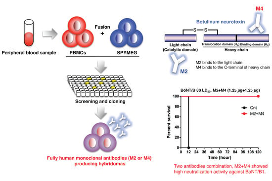 humanized monoclonal antibody