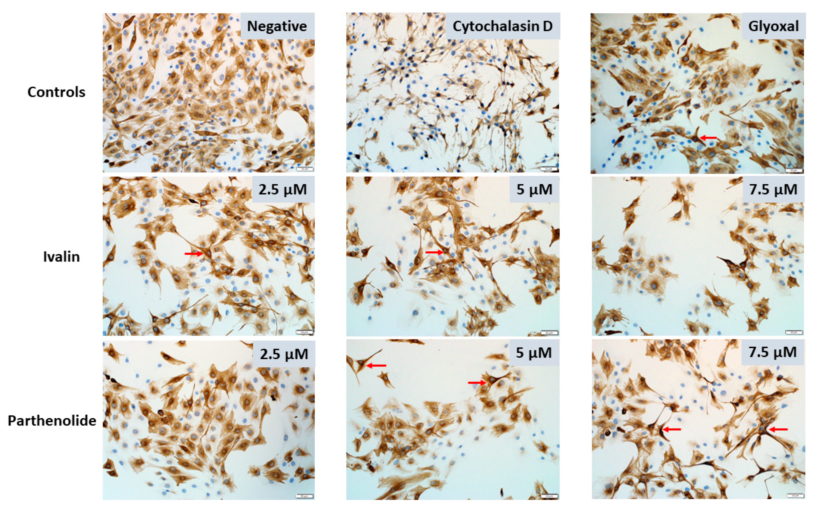 Toxins 12 00459 g005 Toxins 12 00459 g005