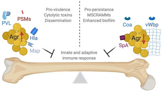 Frontiers  Staphylococcus aureus Cell Wall Biosynthesis Modulates Bone  Invasion and Osteomyelitis Pathogenesis