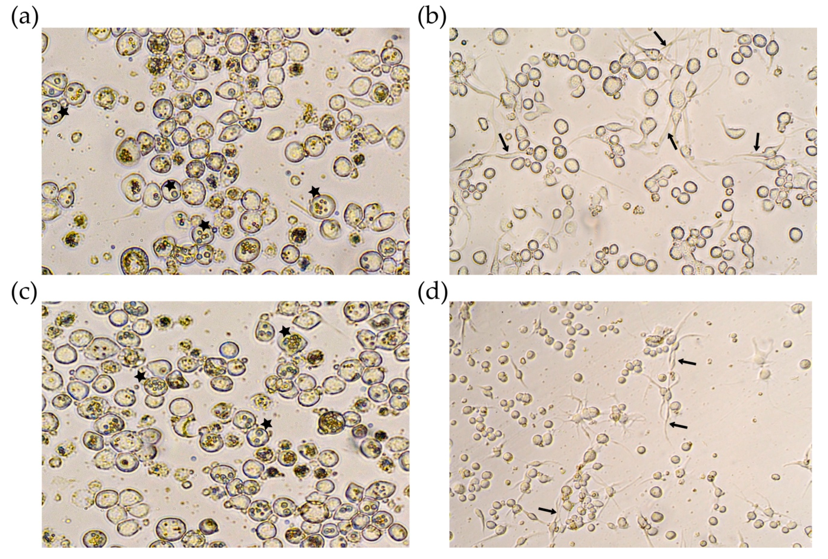 Toxins 12 00543 g003