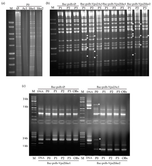 Toxins Free Full Text Baculovirus Expression And Functional Analysis Of Vpa2 Proteins From Bacillus Thuringiensis Html