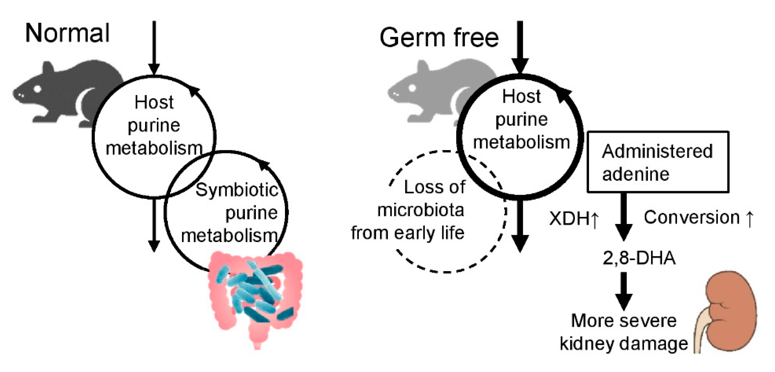 Size Comparison Between Germ Pm 25 And Coronavirus Stock Illustration -  Download Image Now - iStock