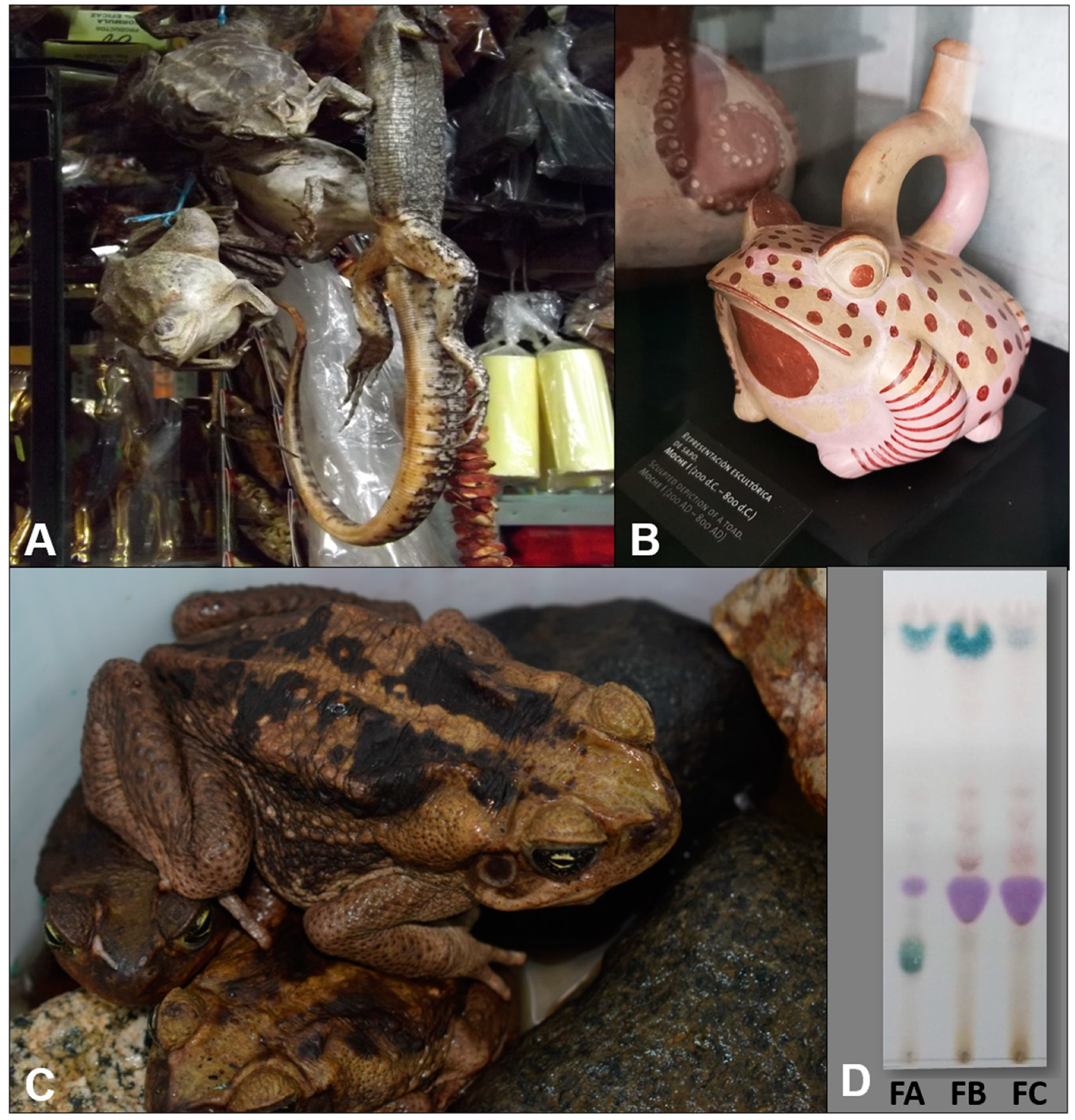 Toxins Free Full Text The Parotoid Gland Secretion From Peruvian Toad Rhinella Horribilis Wiegmann 13 Chemical Composition And Effect On The Proliferation And Migration Of Lung Cancer Cells Html