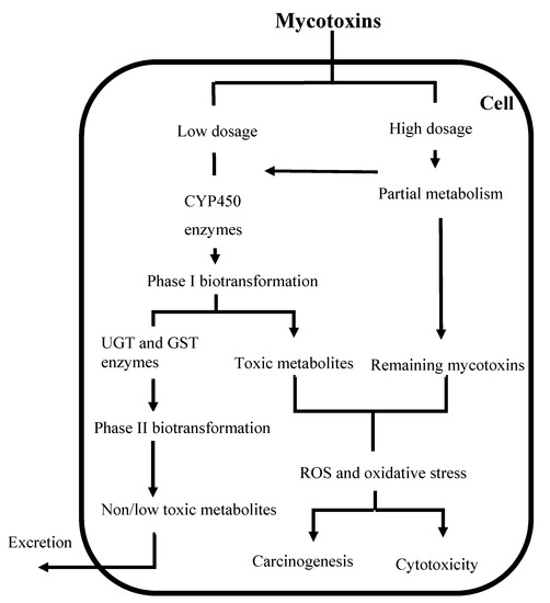 Toxins Free Full Text Mycotoxins Biotransformation And Bioavailability Assessment Using Caco 2 Cell Monolayer Html