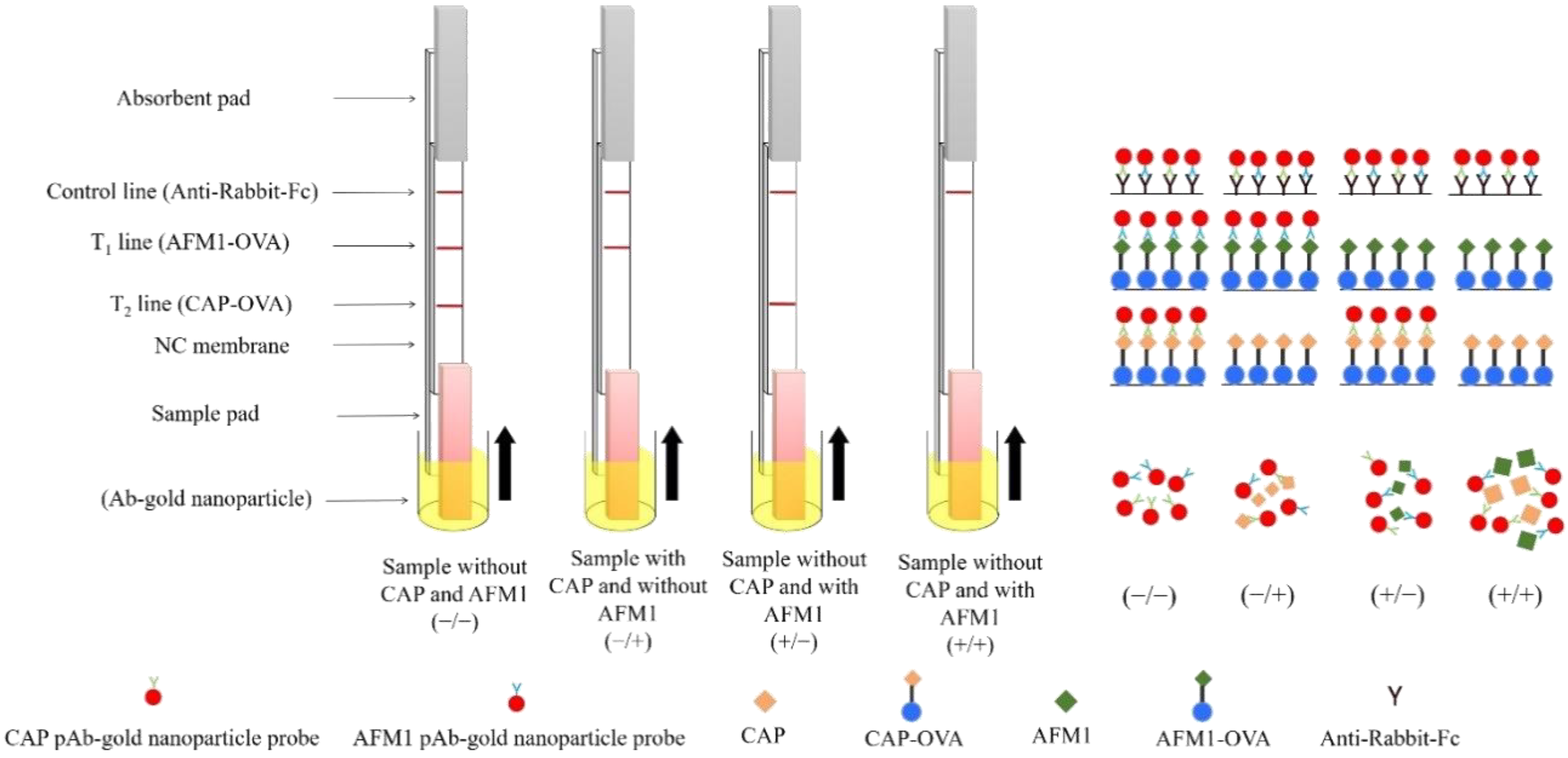 Toxins 12 00637 g002