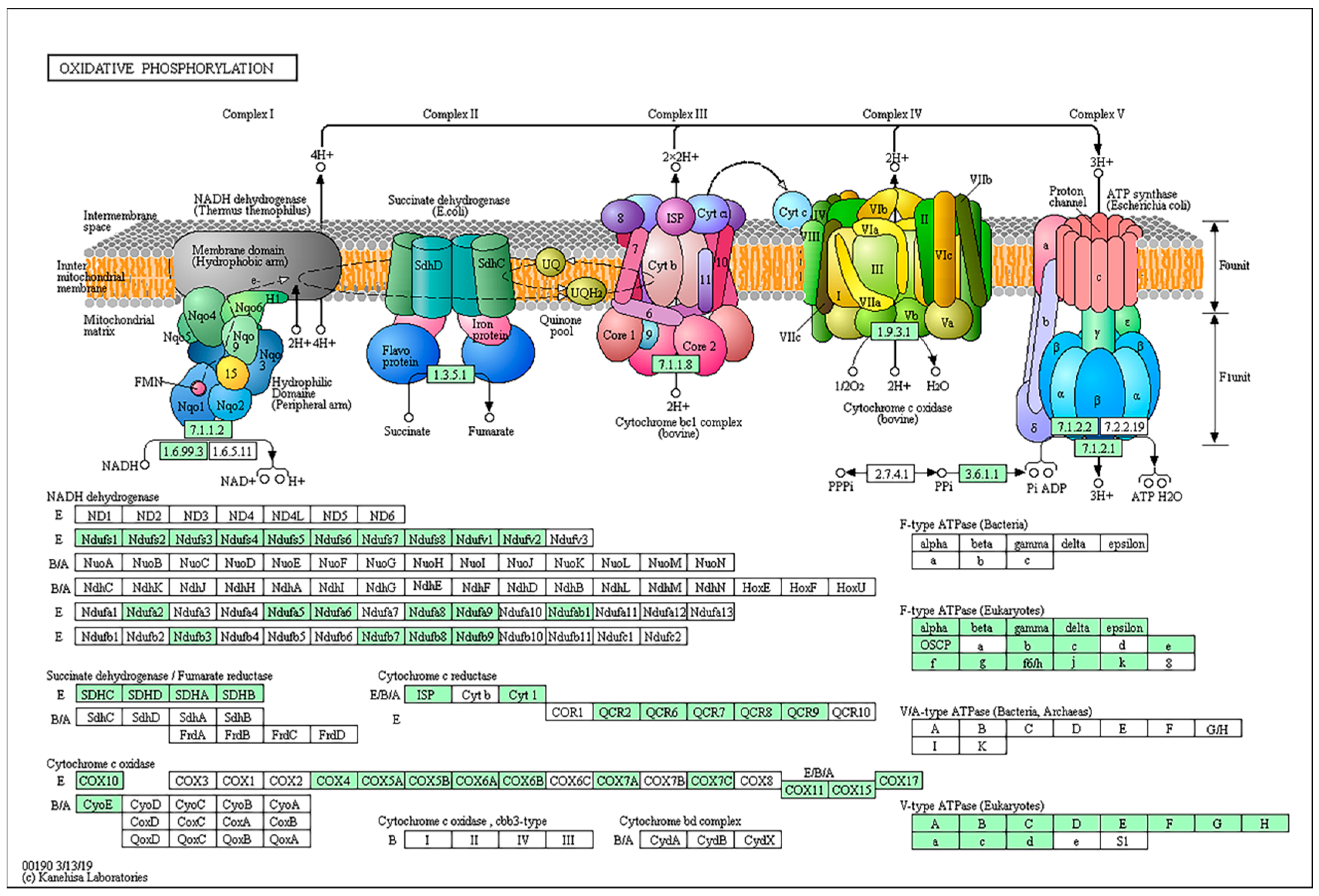 C 3 b k. NADH-цитохром b5 редуктаза. Метаболические пути b1 схема. ATP synthase bacterial. ATP synthase p Type.