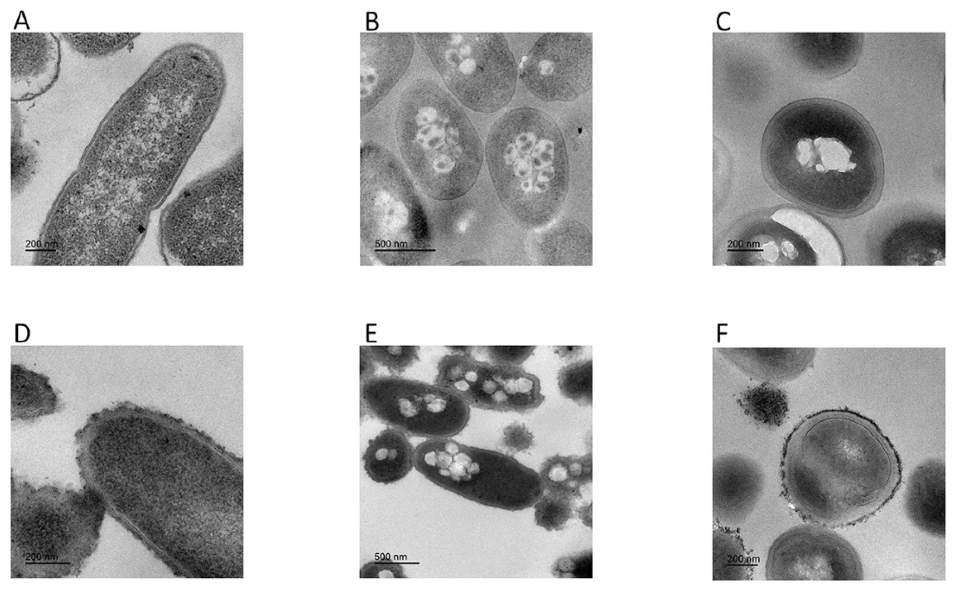 Toxins 12 00771 g007