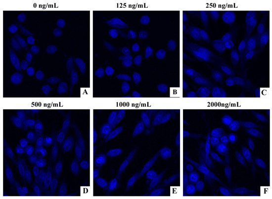 Examination of RVA-induced necroptosis and apoptosis by confocal