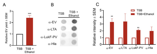 Stress-induced inactivation of the Staphylococcus aureus purine  biosynthesis repressor leads to hypervirulence