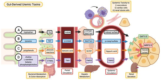 Toxins Free Full Text Uremic Toxins In The Progression Of Chronic Kidney Disease And Cardiovascular Disease Mechanisms And Therapeutic Targets Html