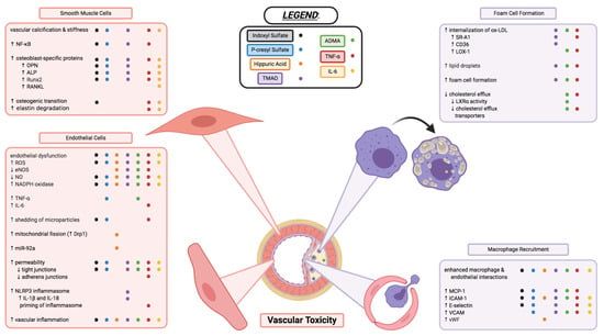 Toxins Free Full Text Uremic Toxins In The Progression Of Chronic Kidney Disease And Cardiovascular Disease Mechanisms And Therapeutic Targets Html