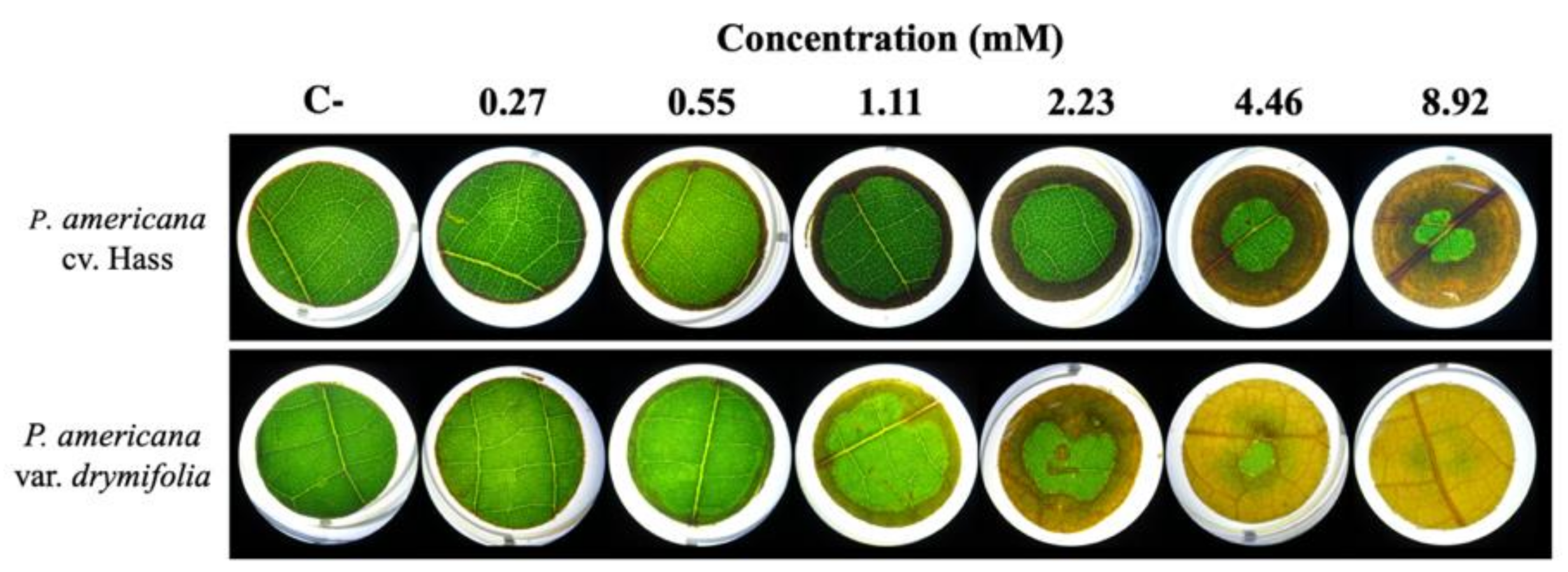 Toxins Free Full Text Characterization Of The Exo Metabolome Of The Emergent Phytopathogen Fusarium Kuroshium Sp Nov A Causal Agent Of Fusarium Dieback Html