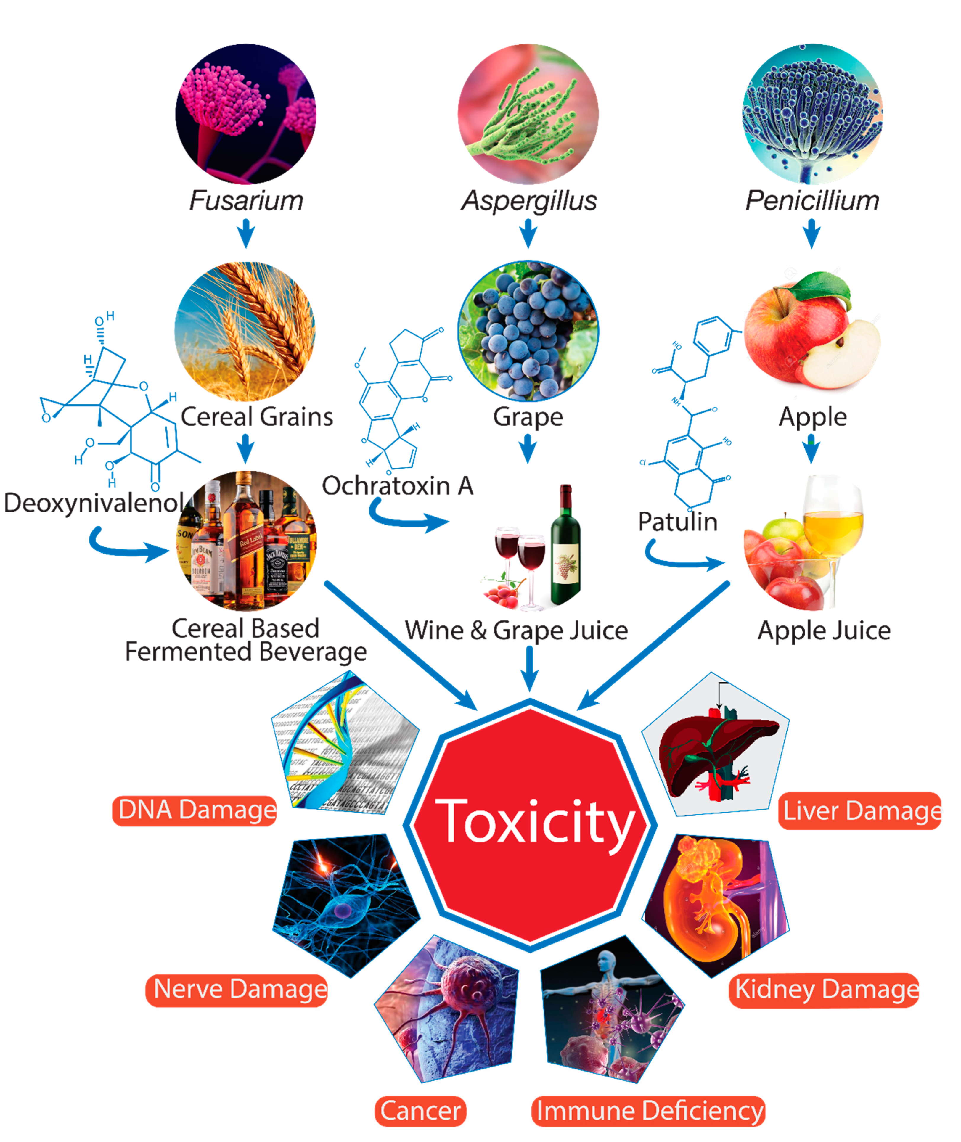 Toxins | Free Full-Text | Critical Assessment of Mycotoxins in Beverages  and Their Control Measures