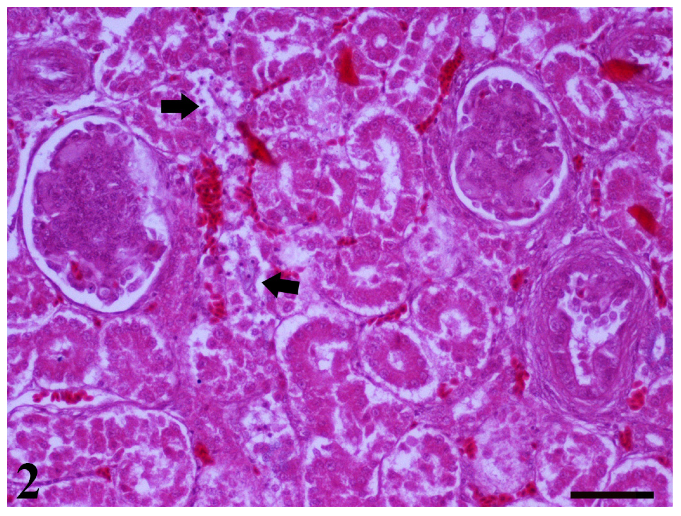 Toxins 13 00367 g002 Toxins 13 00367 g002